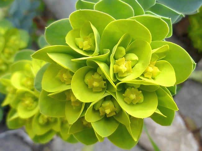 fotos de flores verdes 0 fotos de flores verdes 0