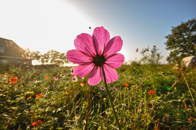imagens de jardins 1 2