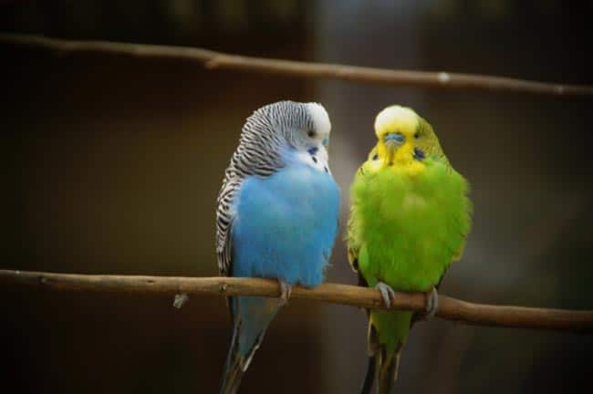 nome para casal nome para casal