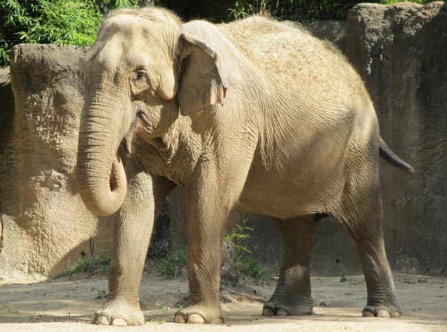nomes para elefante nomes para elefante
