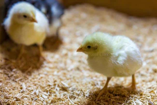 nomes para pintinho de estimacao amarelo nomes para pintinho de estimacao amarelo