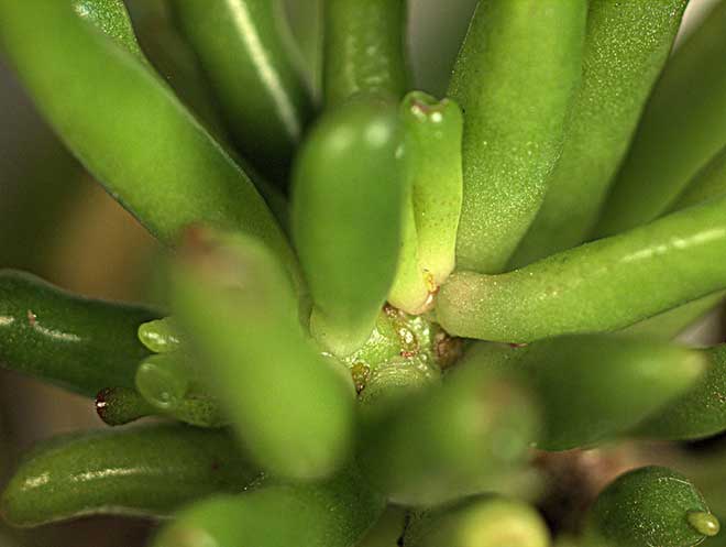 Cuidados com Suculenta Jade 0 4