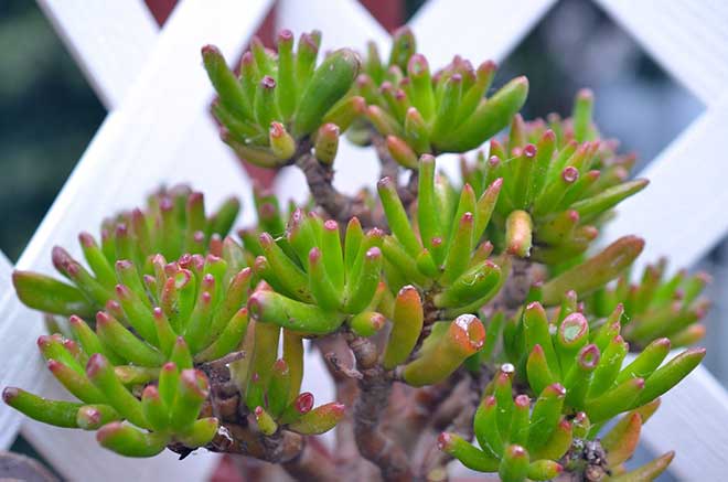 Cuidados com Suculenta Jade 1 3