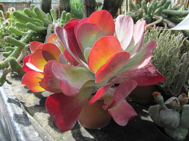 Fotos de Kalanchoe tetraphylla 1 4 Fotos de Kalanchoe tetraphylla 1 4