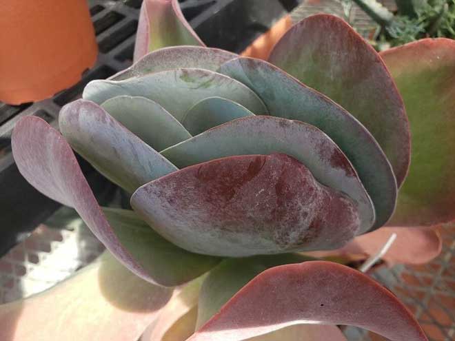 Kalanchoe tetraphylla 4 Kalanchoe tetraphylla 4