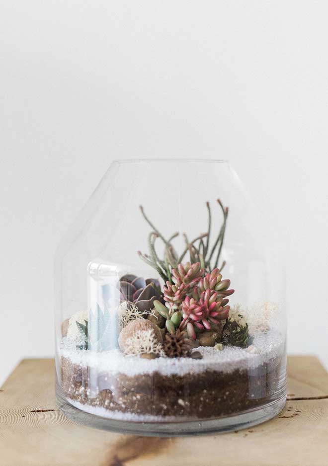 Terrario de Suculentas 5 3