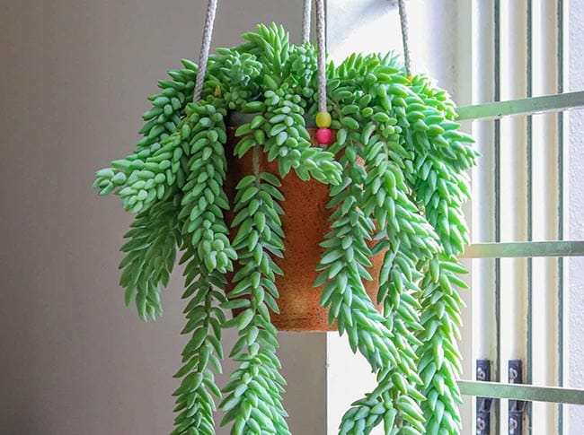 suculenta pendente