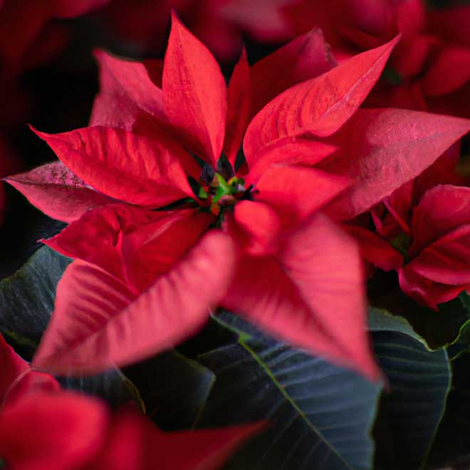 1573429 poinsetia 1 1573429 poinsetia 1