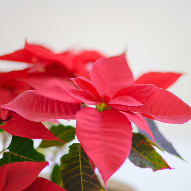 293508 poinsetia 1 293508 poinsetia 1
