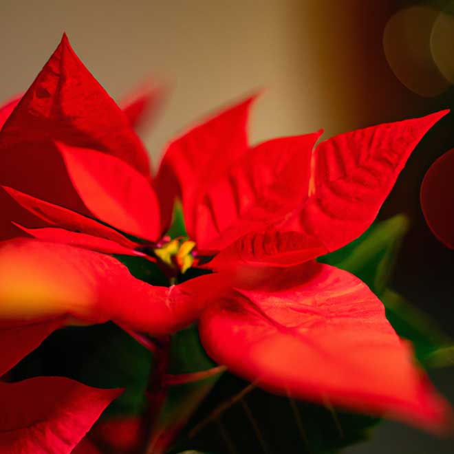 3116520 poinsetia 1 3116520 poinsetia 1