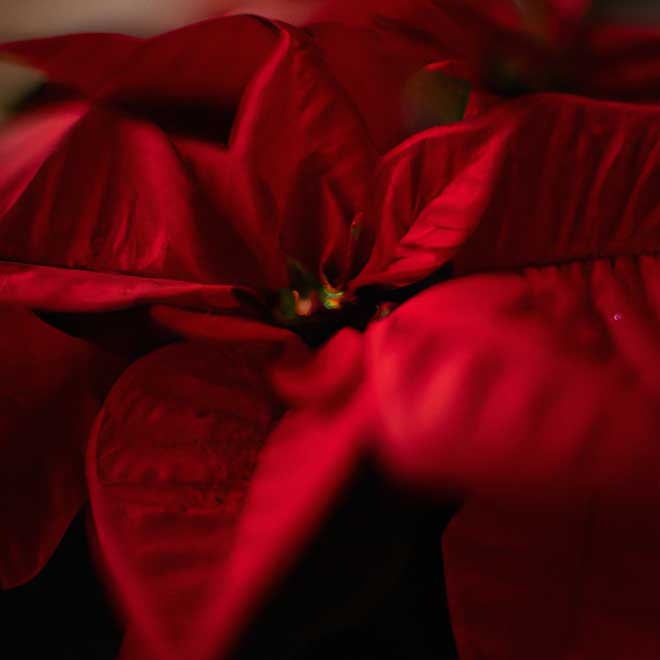 4098454 poinsetia 1 4098454 poinsetia 1