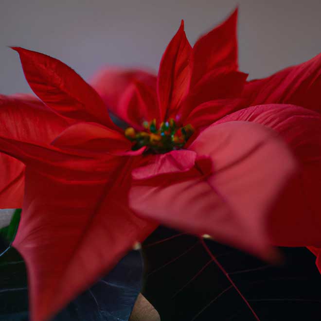427913 poinsetia 1 427913 poinsetia 1