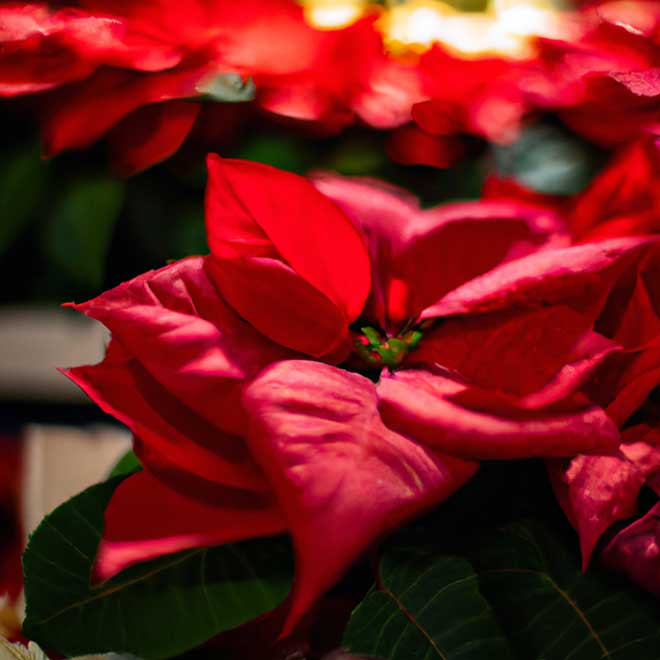 4618668 poinsetia 1 4618668 poinsetia 1