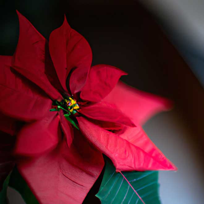 5231158 poinsetia 1 5231158 poinsetia 1