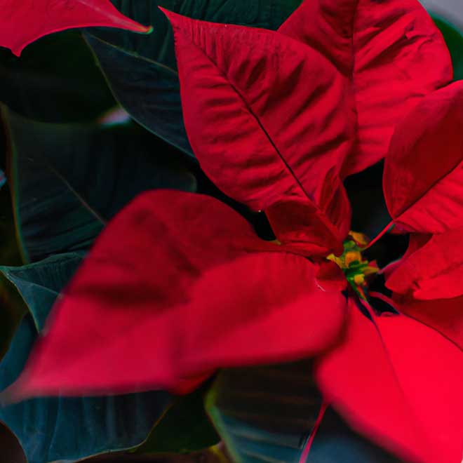 6241194 poinsetia 1 1 6241194 poinsetia 1 1