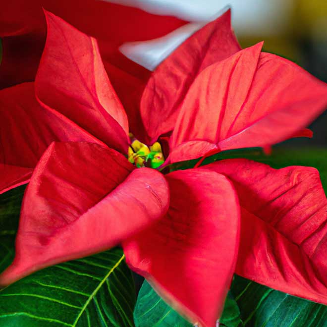 6936179 poinsetia 1 1 6936179 poinsetia 1 1