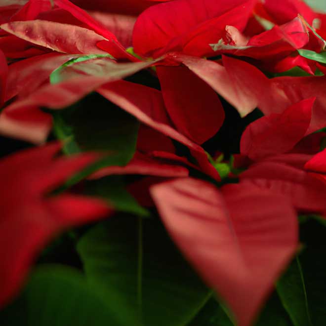 6936179 poinsetia 2 6936179 poinsetia 2