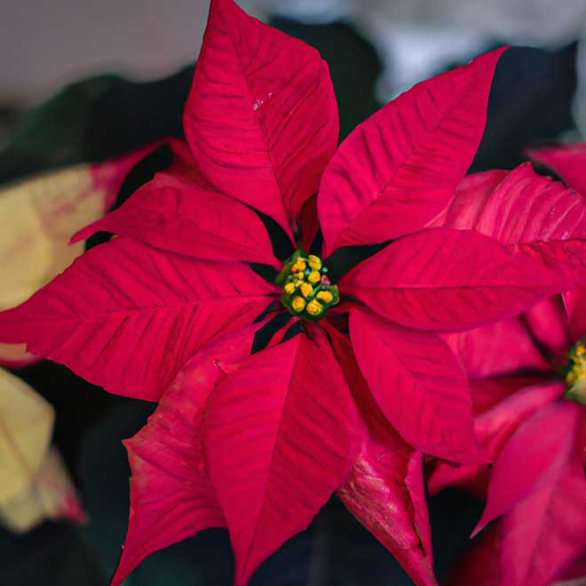 8330758 poinsetia 1 8330758 poinsetia 1