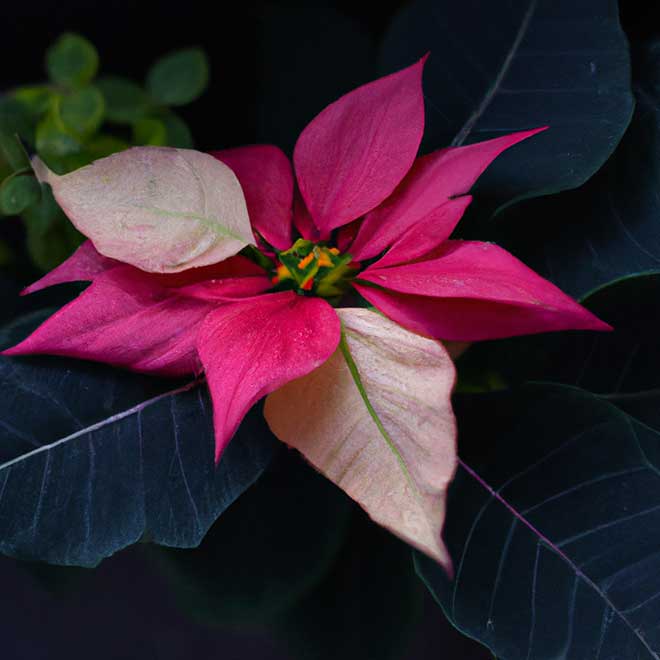 89627 poinsetia 1 89627 poinsetia 1