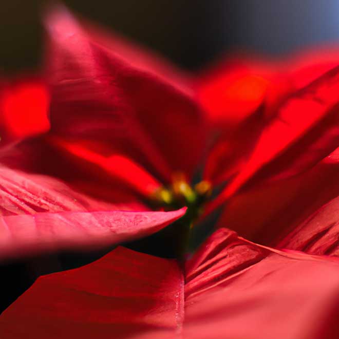 9823107 poinsetia 1 9823107 poinsetia 1