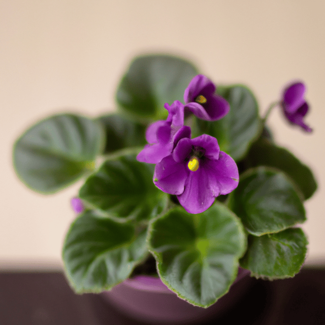 Dicas 7 Cuidados Indispensaveis com Violetas4