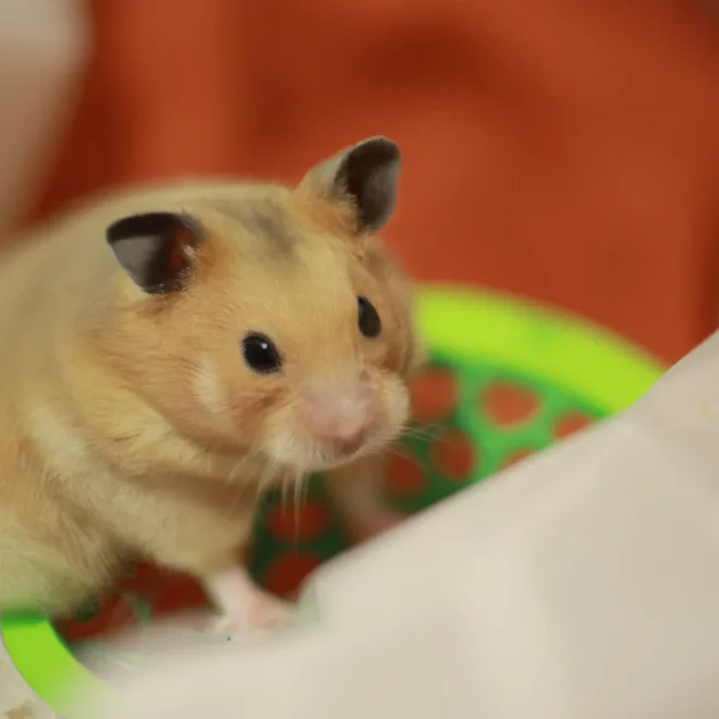 Dicas 7 Segredos para Criar e Cuidar Hamster Anao Russo scaled Dicas 7 Segredos para Criar e Cuidar Hamster Anao Russo scaled