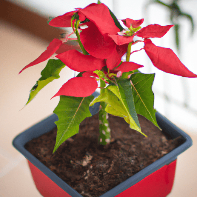 Imagens Como Plantar a Flor de Natal Cuidados com Poinsetia2 Imagens Como Plantar a Flor de Natal Cuidados com Poinsetia2