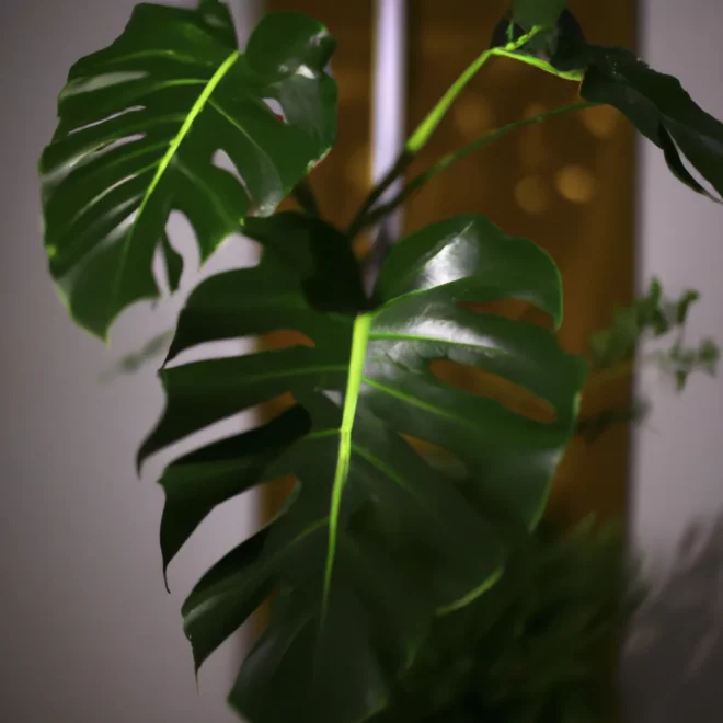 Ilustracao Ideias de decoracao de cozinha em estilo tropical com folhagens scaled