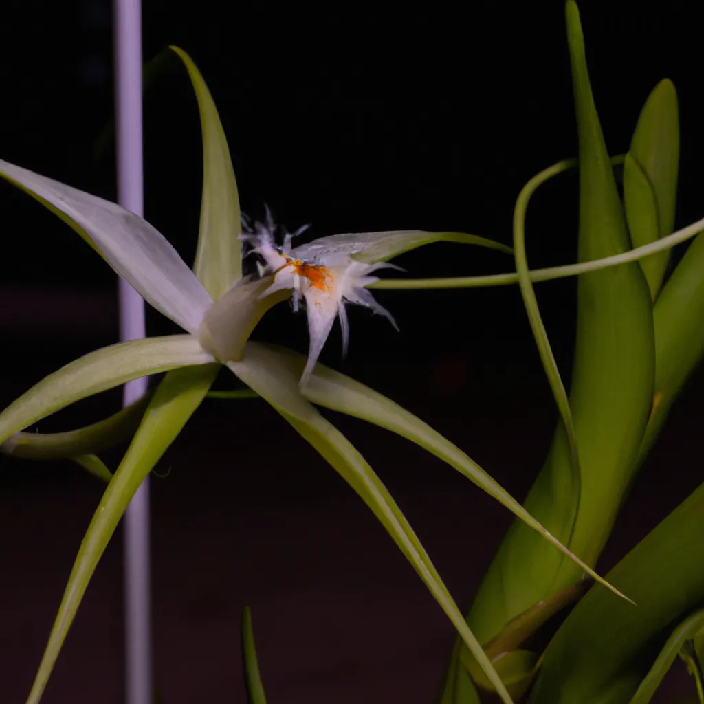 Fotos Brassavola nodosa Como plantar a Dama da noite Fotos Brassavola nodosa Como plantar a Dama da noite