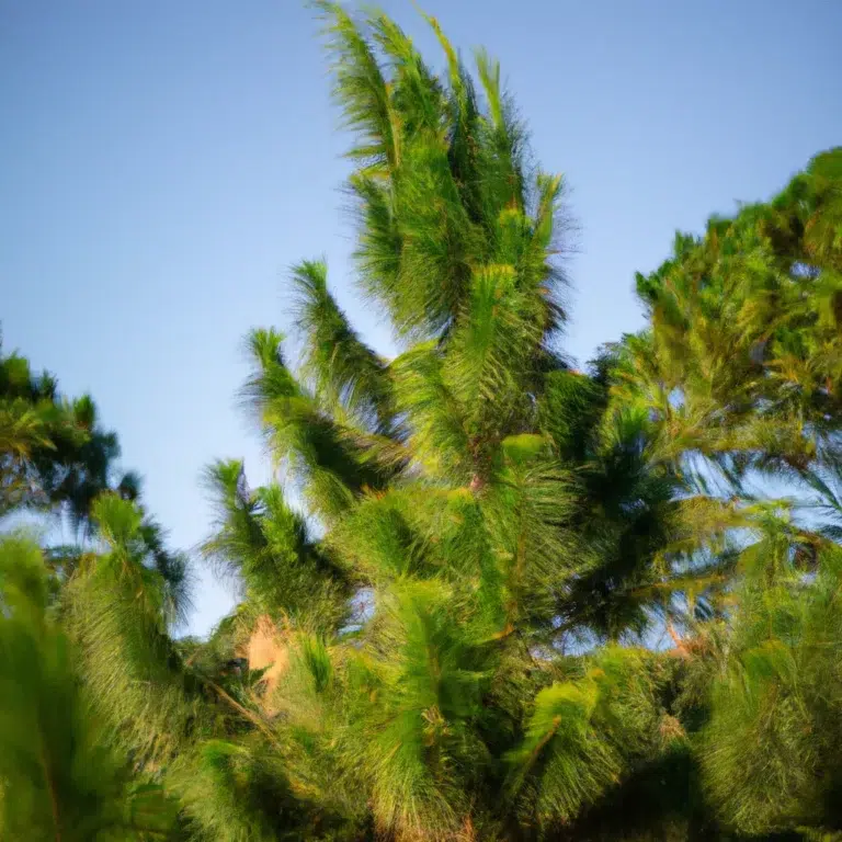 Fotos Como um pinheiro se reproduz scaled