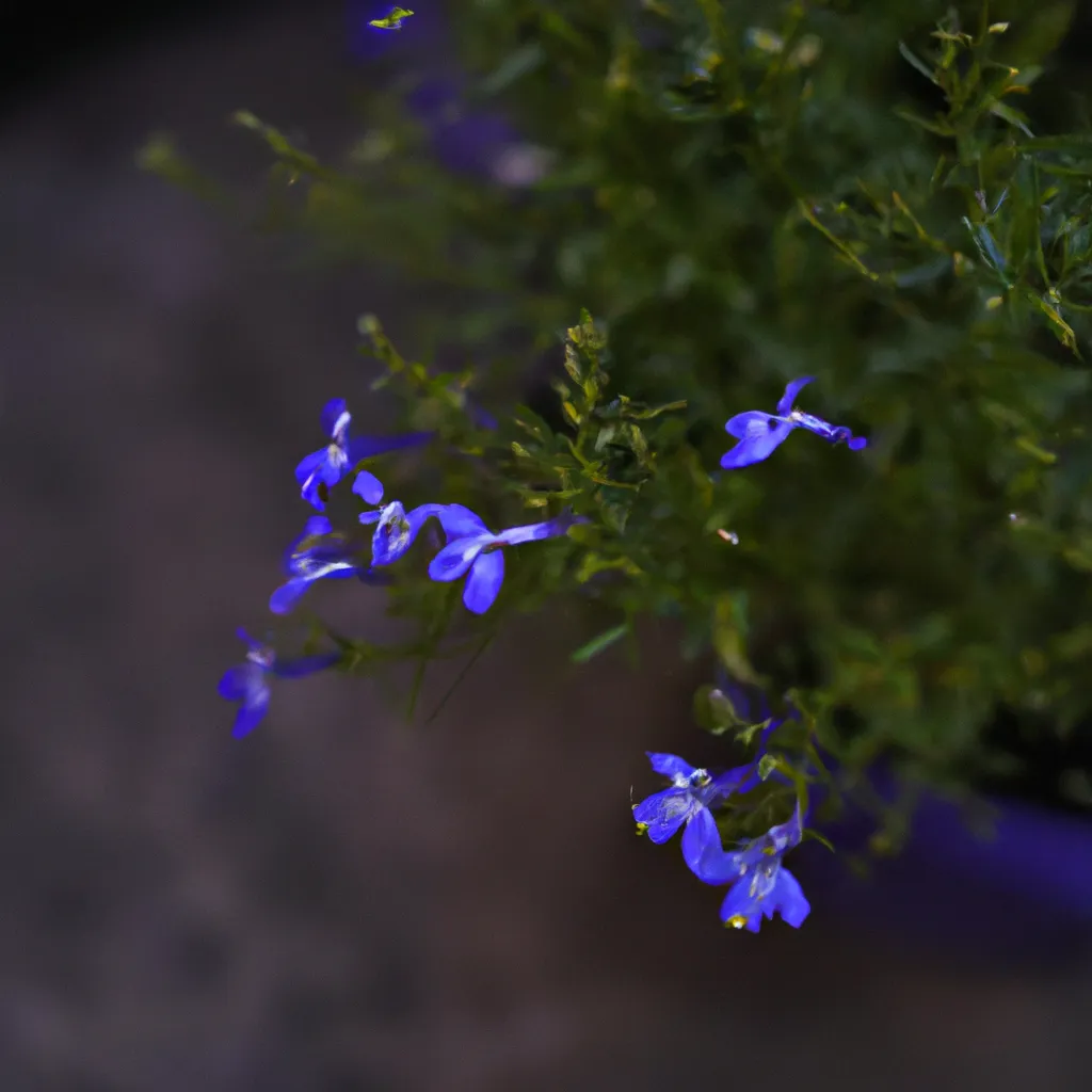 Fotos Lobelia erinus Como plantar a Lobelia
